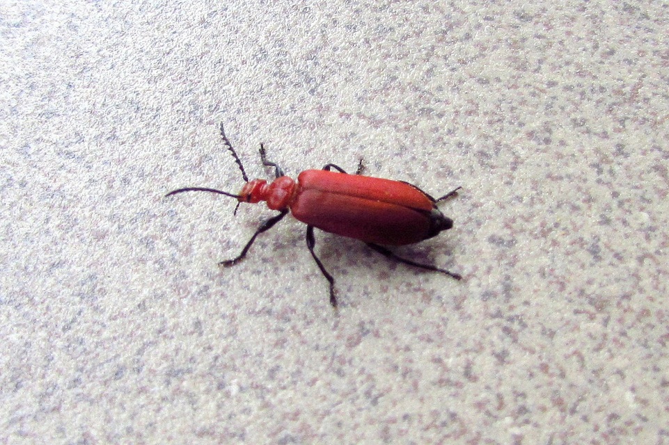 Pyrochroa serraticornis - közép-bíborbogár