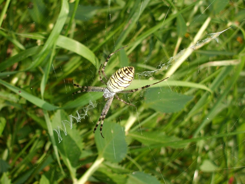 Argiope bruennichi - darázspók