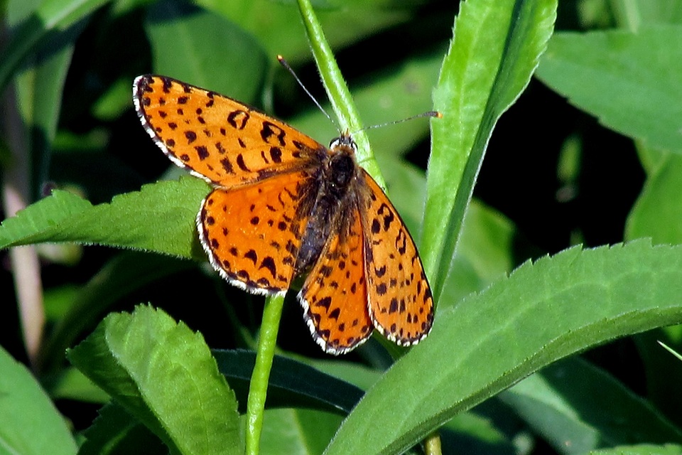Melitaea didyma - tüzes tarkalepke