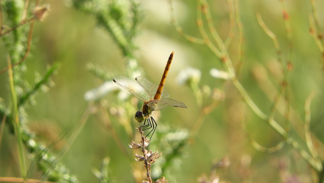 Sympetrum depressiusculum - ékfoltos katona-szitakötő