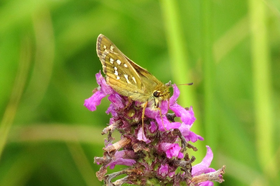 Hesperia comma - vesszős busalepke