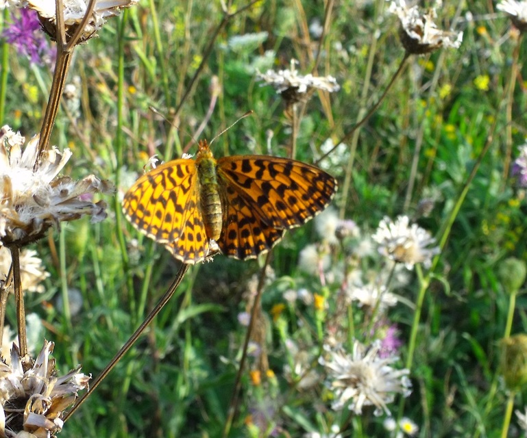 Boloria dia - kis gyöngyházlepke