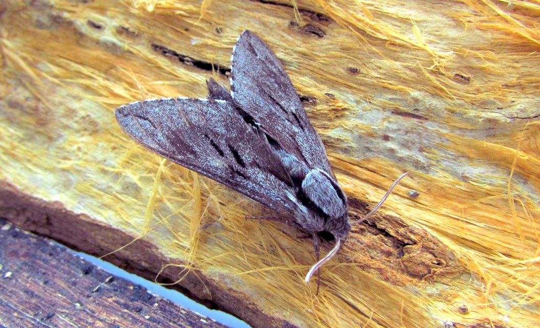 Hyloicus pinastri - fenyőszender