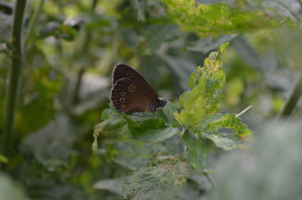 Aphantopus hyperanthus - közönséges ökörszemlepke