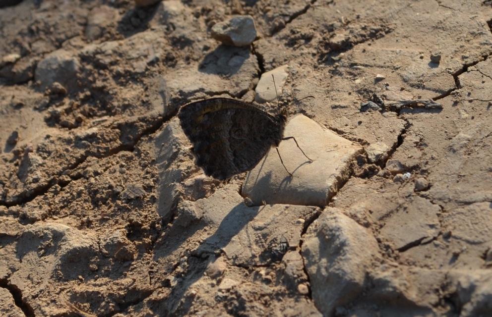 Arethusana arethusa - közönséges szemeslepke