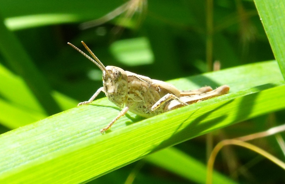 Chorthippus (Glyptobothrus) (subgenus)