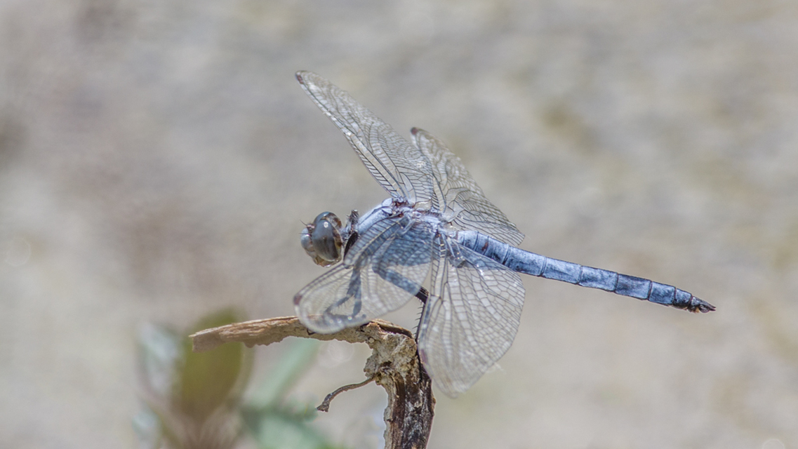 Orthetrum brunneum - pataki pásztorszitakötő