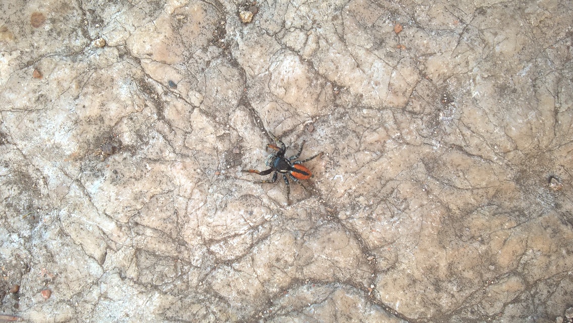 Philaeus chrysops - piros ugrópók