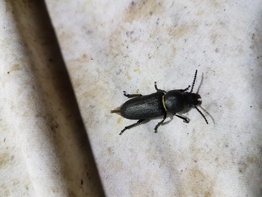Spondylis buprestoides - erdei félcincér