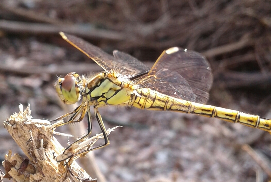 Sympetrum vulgatum - barkós katona-szitakötő