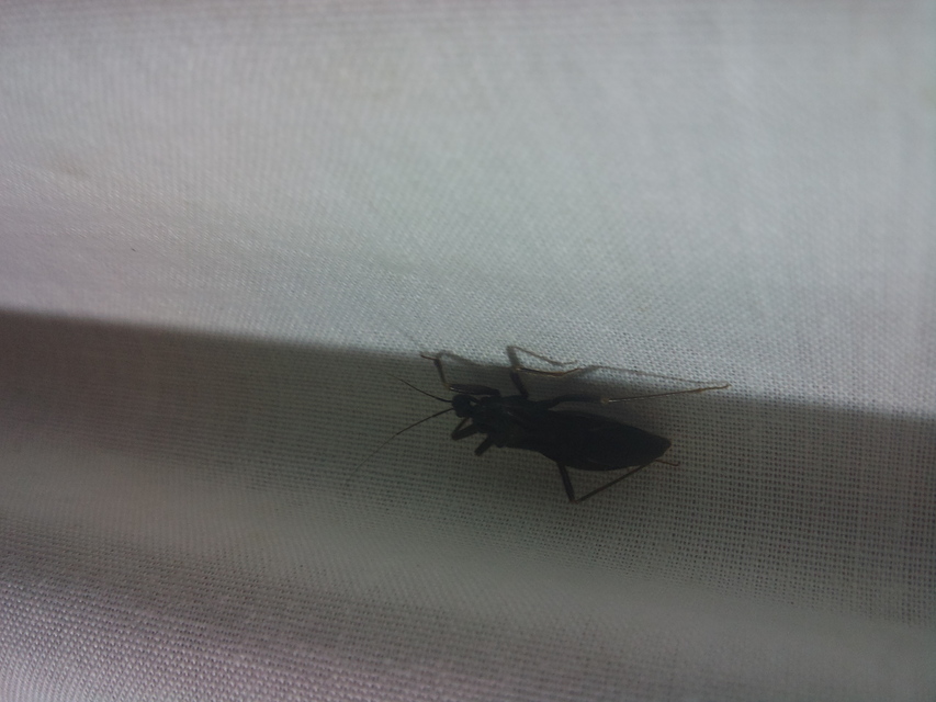 Reduvius personatus - szemetes zugpoloska