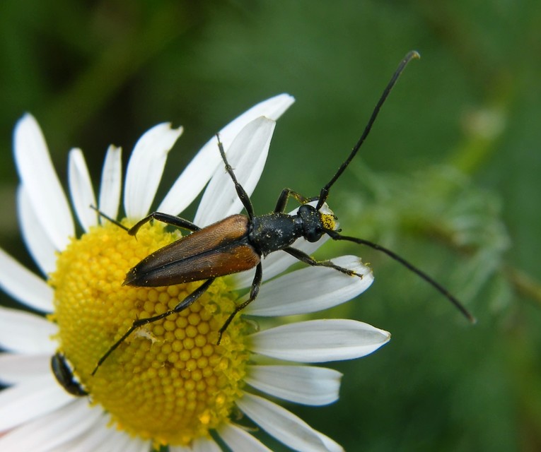 Stenurella melanura - feketevégű karcsúcincér