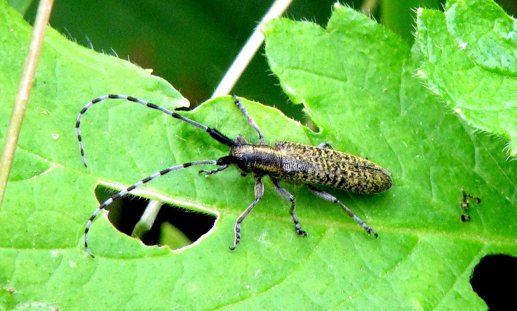 Agapanthia villosoviridescens - fehérgyűrűs bogáncscincér