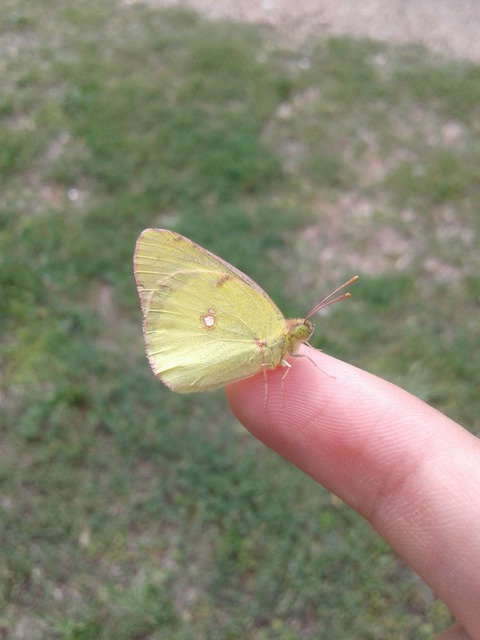 Colias erate - csángó-kéneslepke