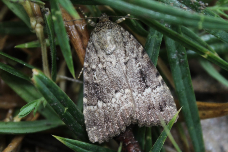 Amphipyra berbera/pyramidea
