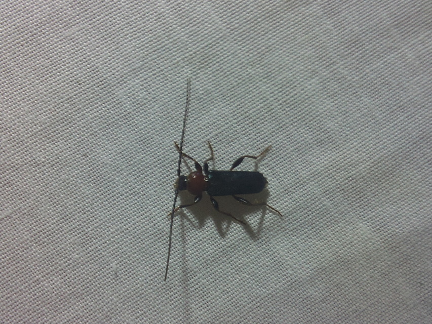 Phymatodes testaceus - változékony korongcincér