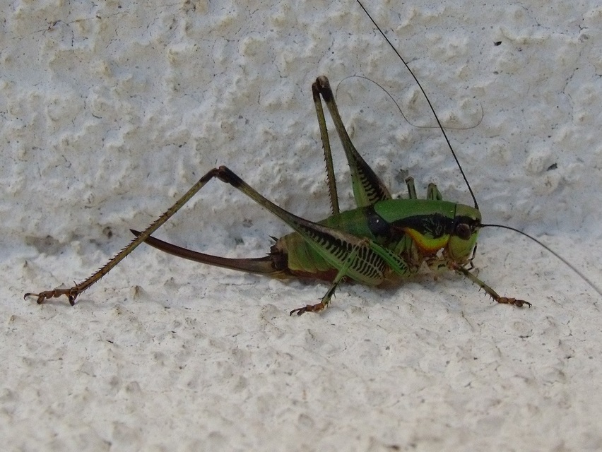 Eupholidoptera schmidti