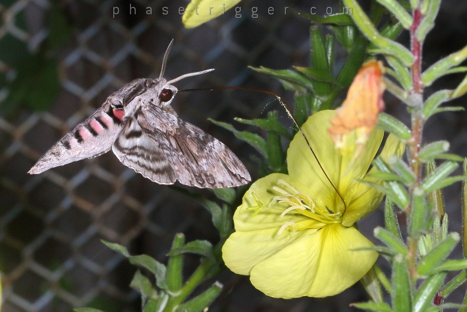 Agrius convolvuli - szulákszender