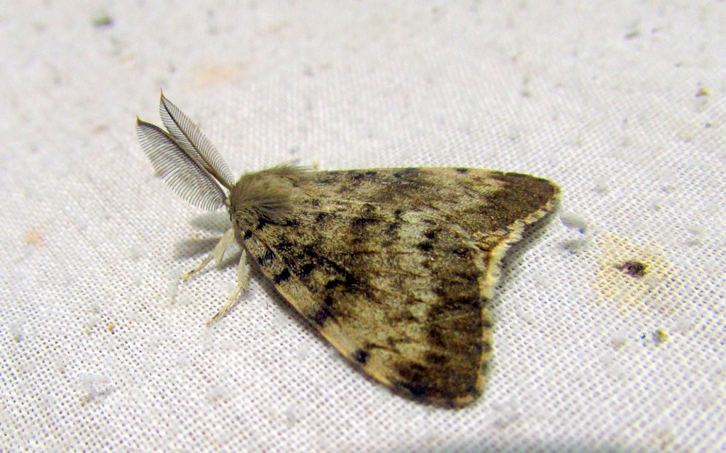 Lymantria dispar - gyapjaslepke