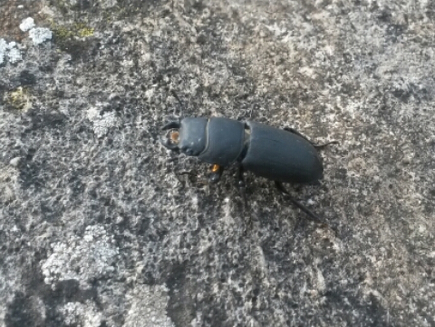 Dorcus parallelipipedus - kis szarvasbogár