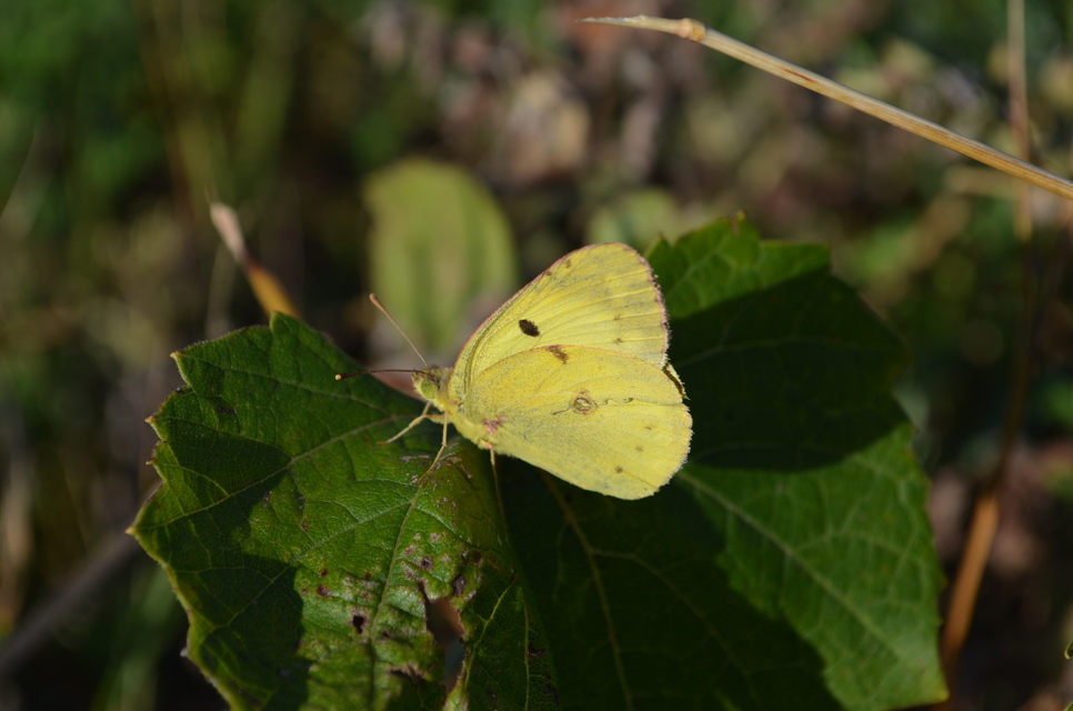 Colias alfacariensis - déli kéneslepke