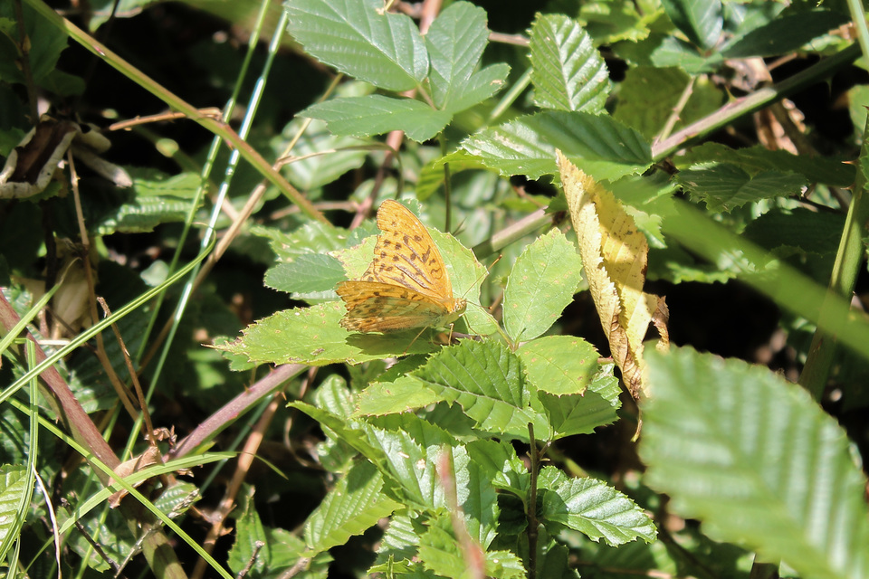 Argynnis paphia - nagy gyöngyházlepke