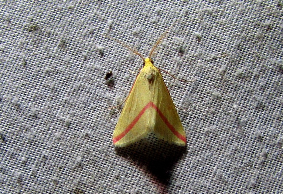Rhodometra sacraria - rózsacsíkos araszoló