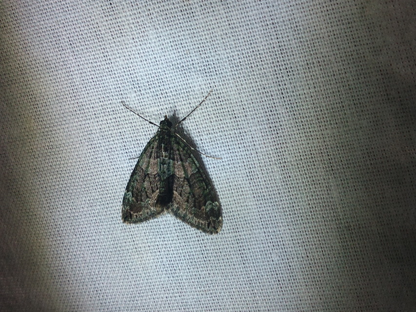 Chloroclysta siterata - salátazöld araszoló