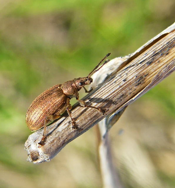 Phyllobius pyri - gyümölcsfa-levélormányos