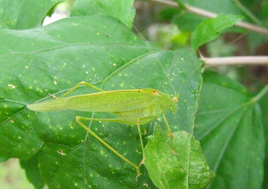 Phaneroptera nana - pontozott repülőszöcske
