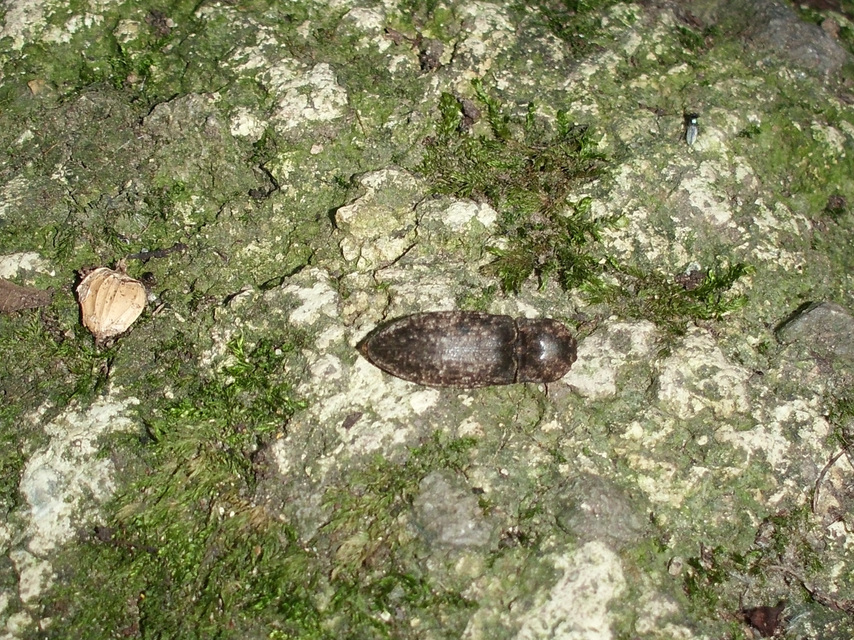 Agrypnus murinus - egérszínű pikkelyespattanó