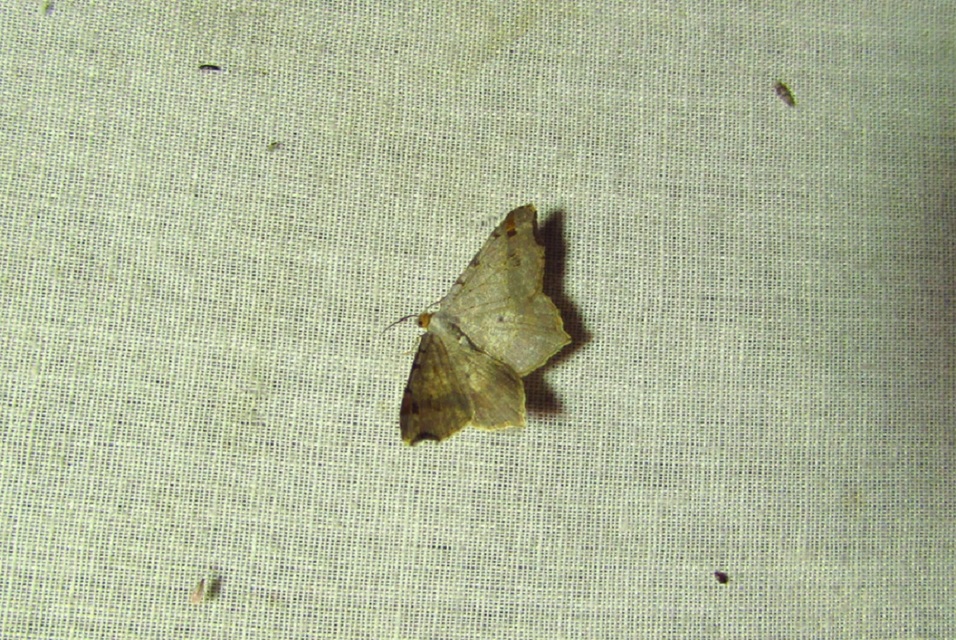 Macaria alternata - közönséges szürkearaszoló