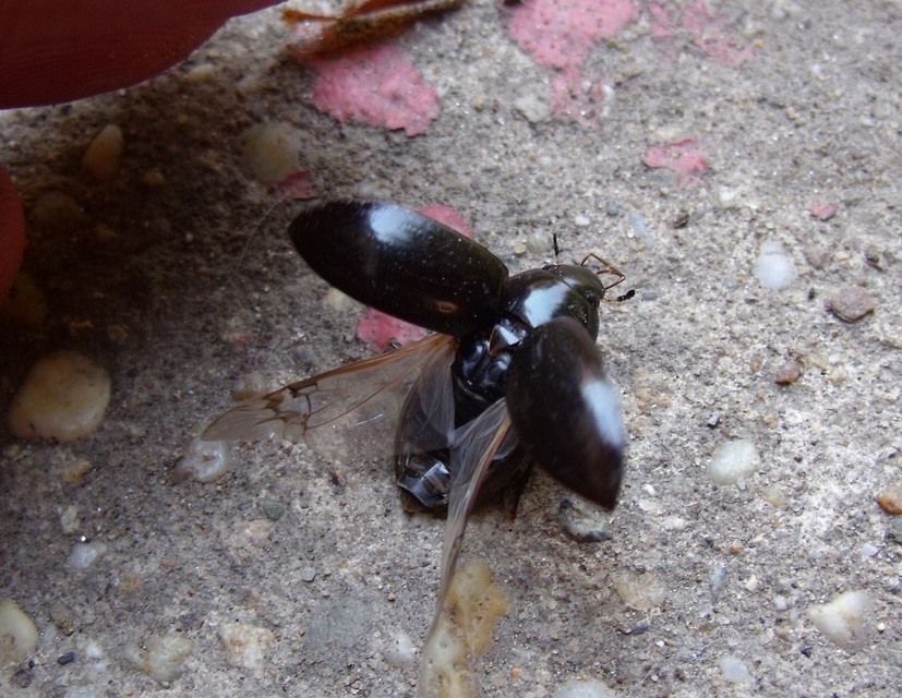 Hydrochara caraboides - kis csibor