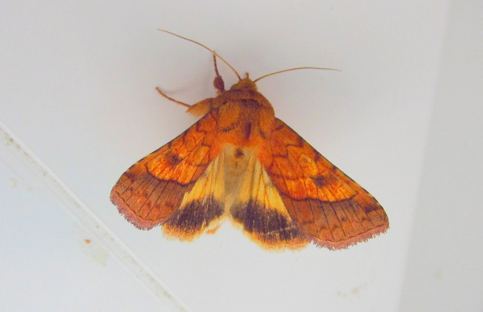 Pyrrhia umbra - iglicebagoly