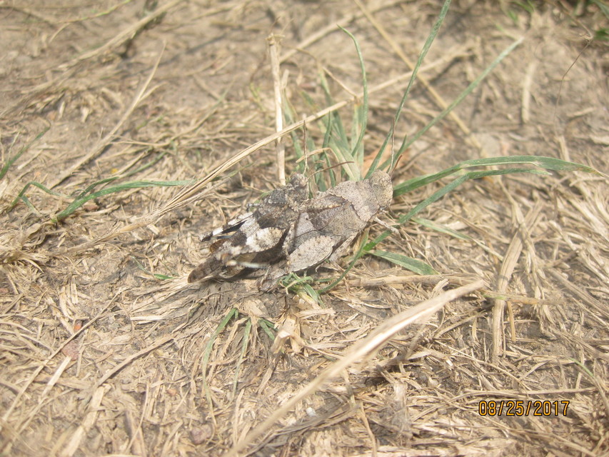 Oedipoda caerulescens - kékszárnyú sáska