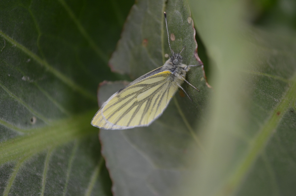 Pieris napi - repcelepke