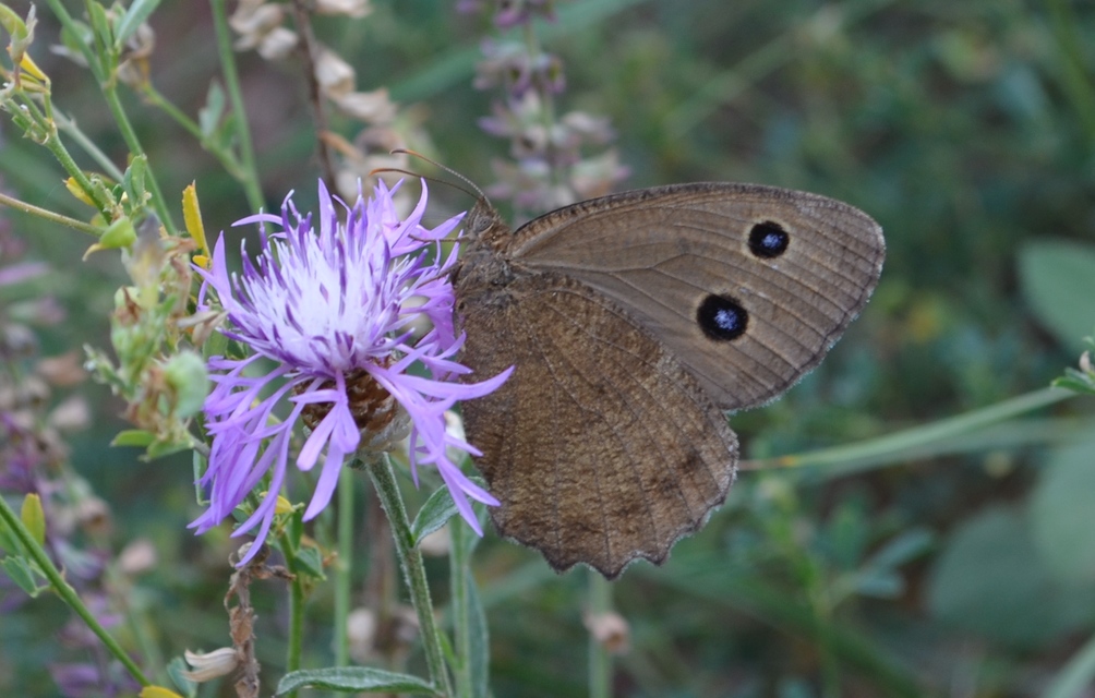 Minois dryas - fekete szemeslepke