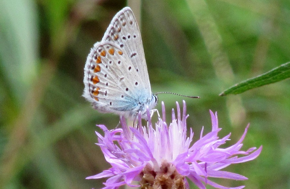 Polyommatus icarus - közönséges boglárka