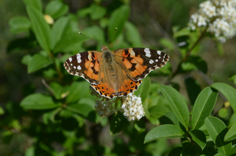 Vanessa cardui - bogáncslepke