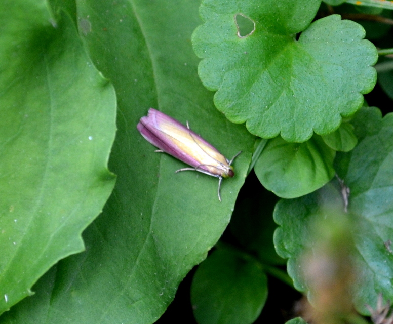 Oncocera semirubella - lucernamoly