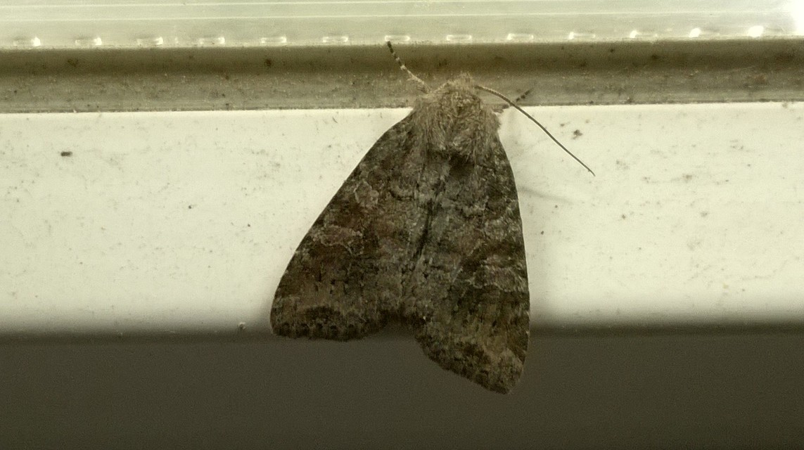 Parastichtis suspecta - sötét erdeibagoly