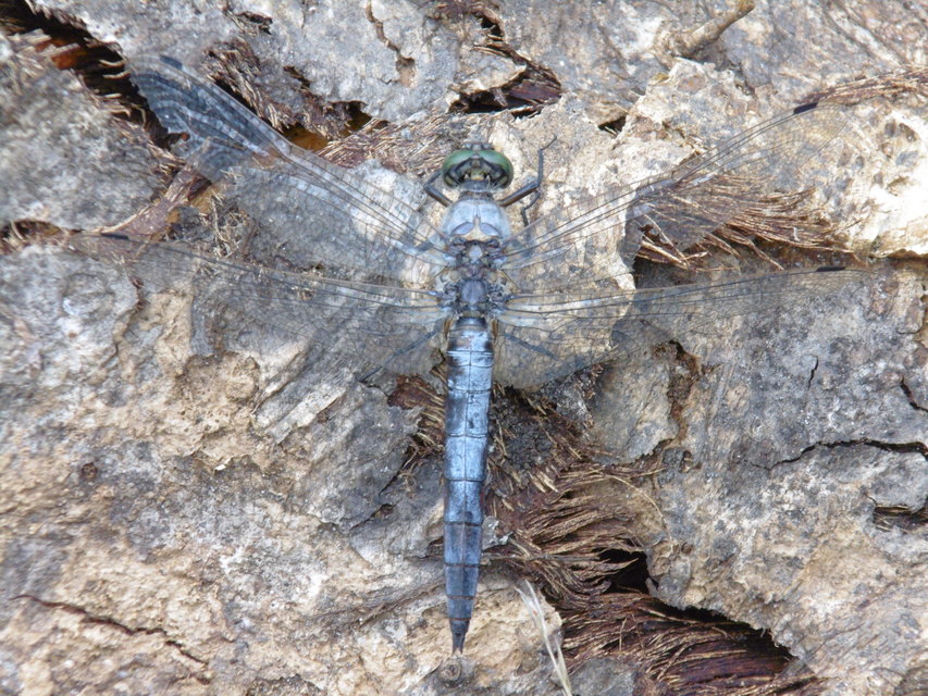 Orthetrum cancellatum - feketefarkú pásztorszitakötő
