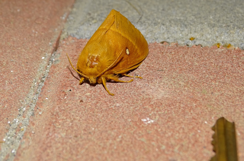 Lasiocampa quercus - tölgyfaszövő
