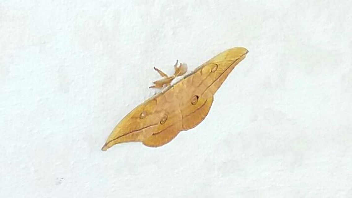 Antherea yamamai - tölgyfa-pávaszem