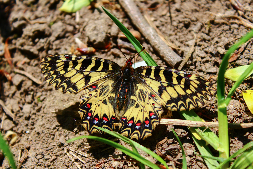 Zerynthia polyxena - farkasalmalepke