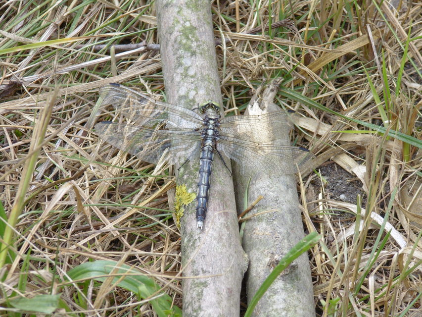 Orthetrum albistylum - fehérfarkú pásztorszitakötő