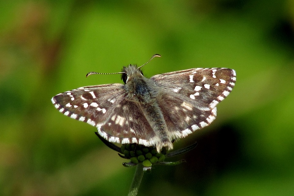 Pyrgus armoricanus - feles busalepke