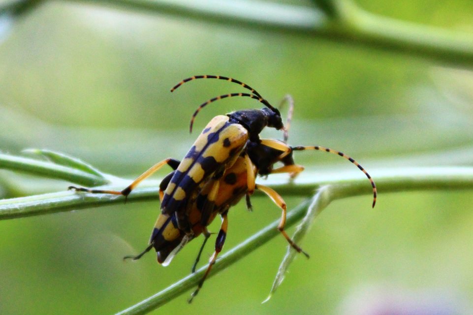 Rutpela maculata - tarkacsápú karcsúcincér