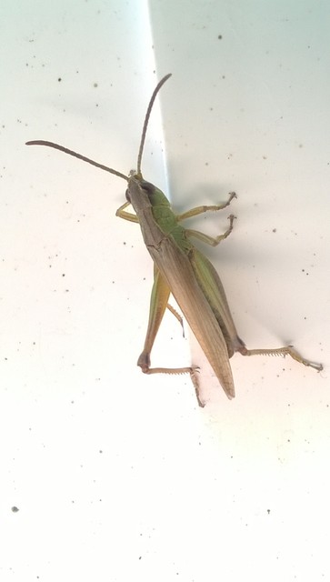 Pseudochorthippus parallelus - közönséges rétisáska