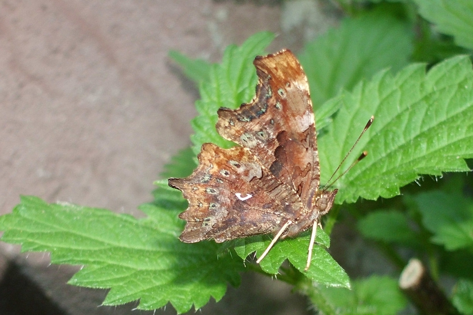Nymphalis c-album - C-betűs lepke